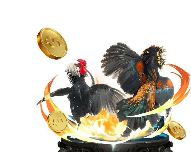 Hình ảnh đá gà truyền thống và cá cược hiện đại tại 13win okvip